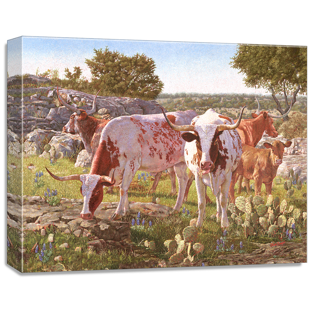 gallery wrapped print on canvas depicting a five longhorns
standing in a circle within a hill country landscape