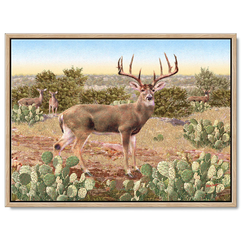 Brush Country Challenger